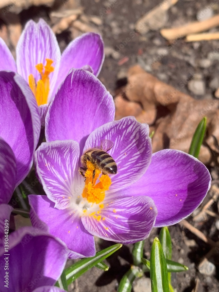 Crocus vernus (spring crocus, giant crocus) and bee