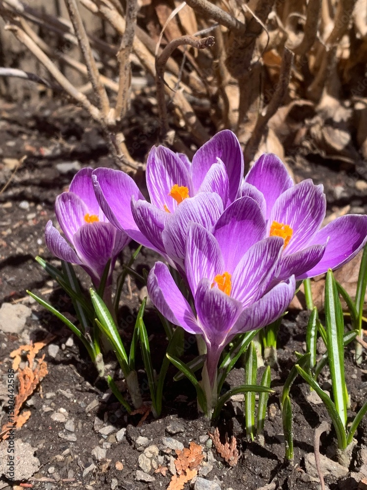 Crocus vernus (spring crocus, giant crocus) and bee