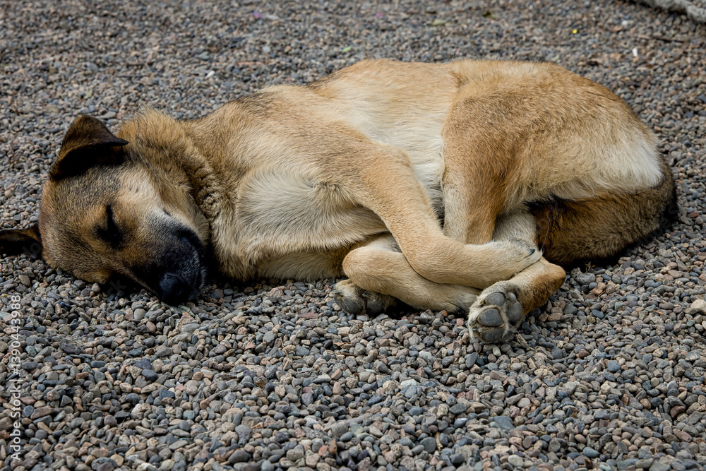 Homeless Dogs sleeping in the streets of Georgia