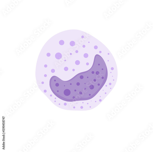 Blood cells leukocytes