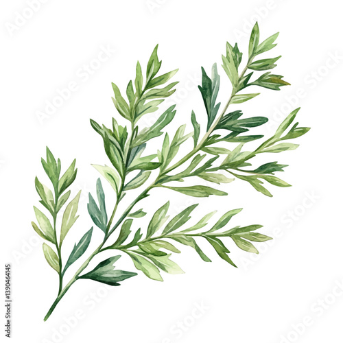 A watercolor painting of an Artemisia branch, isolated on a white background. Artemisia branch vector

