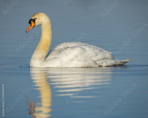 Fototapeta Naklejka Na Ścianę i Meble -  a majestic white swan on water with reflection