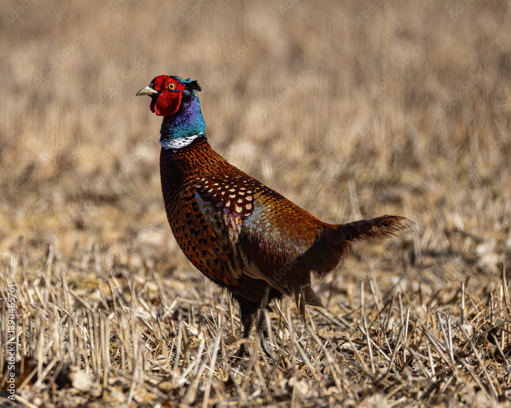 Fototapeta premium pheasant on field