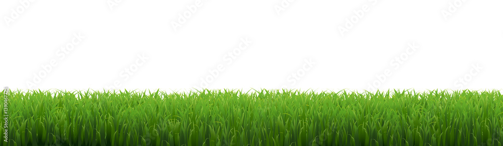 Fototapeta premium Green Grass Frame With White Background