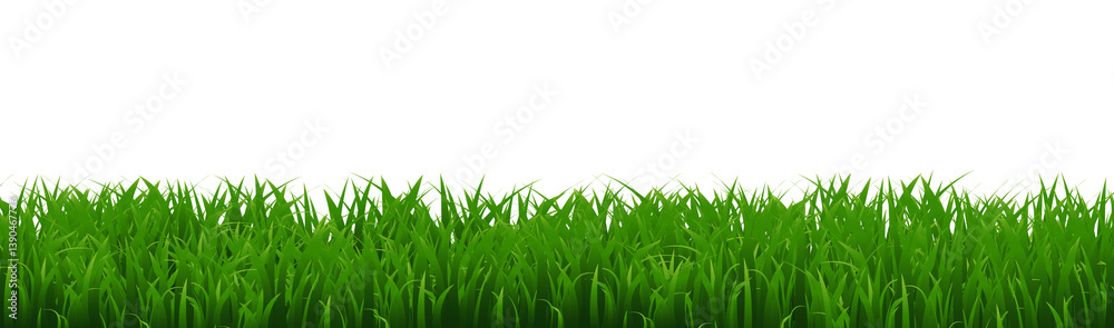 Obraz premium Green Grass Border Isolated White Background