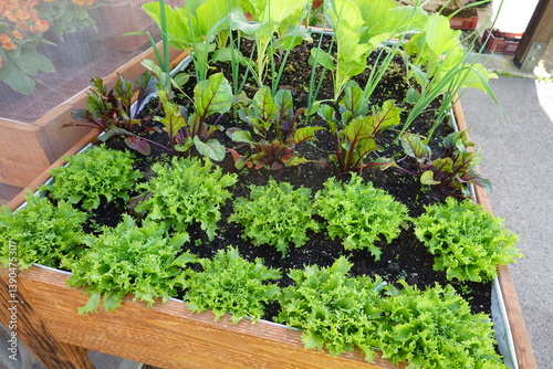Photos cultivation of escarole on a growing table with beets in containers
