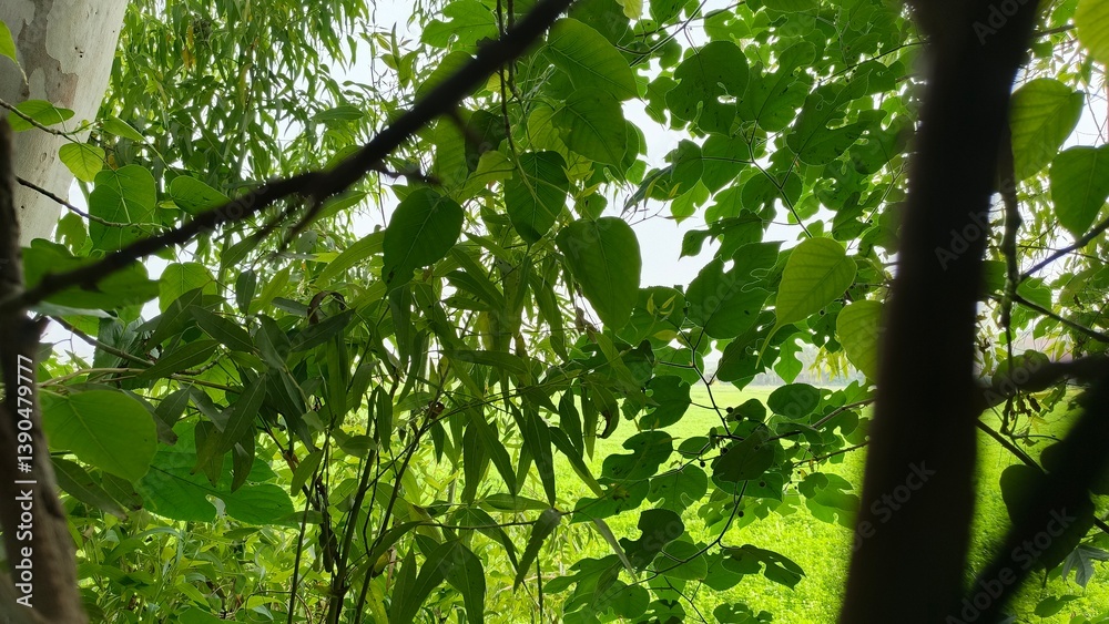 Fototapeta premium Paper mulberry tree enhances biodiversity, providing shelter and sustenance for birds and pollinators.