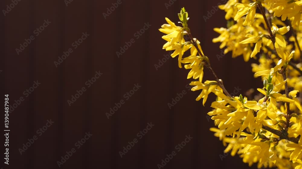 yellow forsythia blossoms in spring