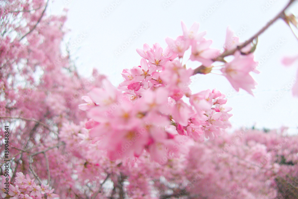custom made wallpaper toronto digitalSerene and vibrant image of a blooming tree with delicate pink blossoms against a soft, cloudy spring backdrop.  Essence of seasonal beauty and tranquility, peaceful and calming visual experience