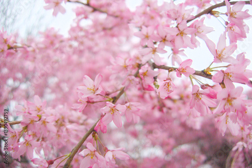 Serene and vibrant image of a blooming tree with delicate pink blossoms against a soft, cloudy spring backdrop.  Essence of seasonal beauty and tranquility, peaceful and calming visual experience