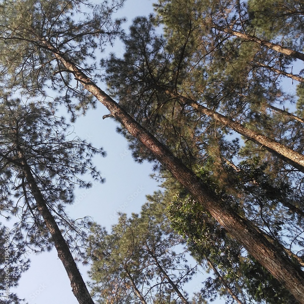 Obraz premium trees and sky