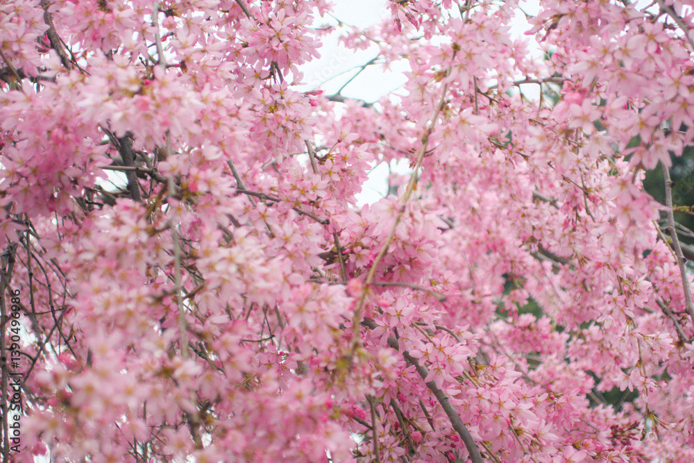 Serene and vibrant image of a blooming tree with delicate pink blossoms against a soft, cloudy spring backdrop. Essence of seasonal beauty and tranquility, peaceful and calming visual experience Serene and vibrant image of a blooming tree with delicate pink blossoms against a soft, cloudy spring backdrop. Essence of seasonal beauty and tranquility, peaceful and calming visual experience