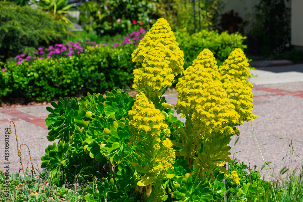 Bright yellow Aeonium succulent flowers bloom in a residential garden, surrounded by lush green foliage and a paved pathway on a sunny day. Bright yellow Aeonium succulent flowers bloom in a residential garden, surrounded by lush green foliage and a paved pathway on a sunny day.