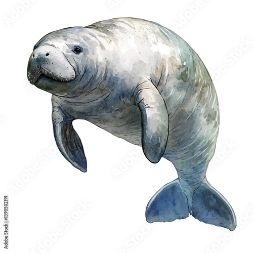 watercolor vector of Amazonian manatee, isolated on a white background. Amazonian manatee vector

