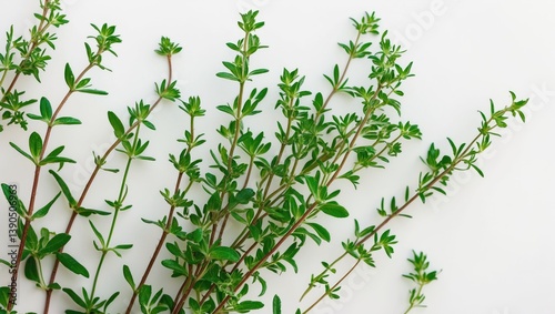 Sprig of thyme separated against a backdrop