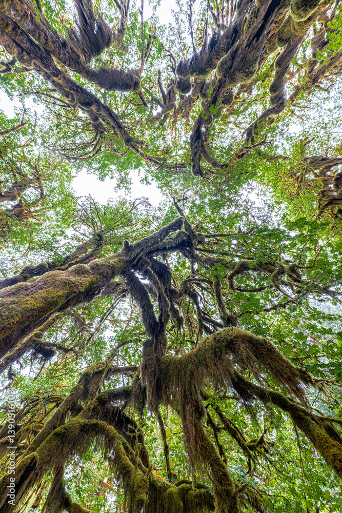 Hoh Rain Forest in Olympic National Park, WA