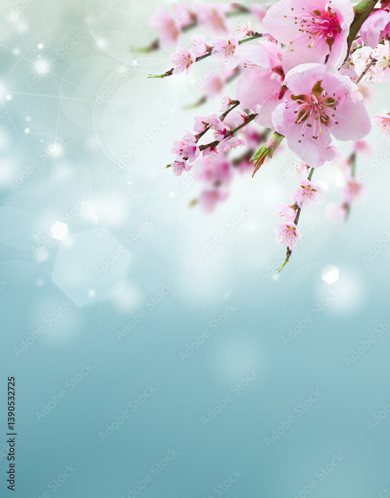 Cherry tree branch with blooming flowers isolated on white background