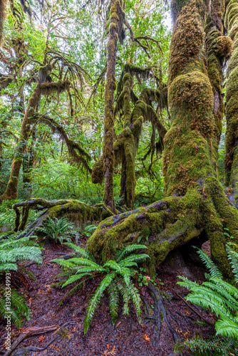 Hoh Rain Forest in Olympic National Park, WA