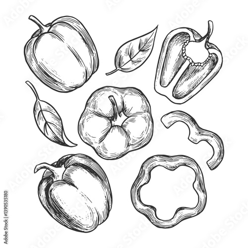  Vector illustration of hand drawn bell pepper slices and leaves, showcasing different cuts. Features detailed line art suitable for culinary or botanical designs.