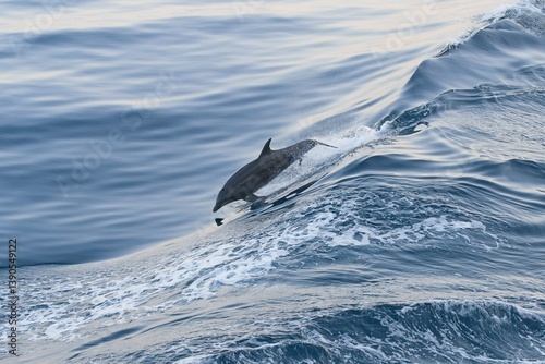 Delfin springt flach entlang Welle
