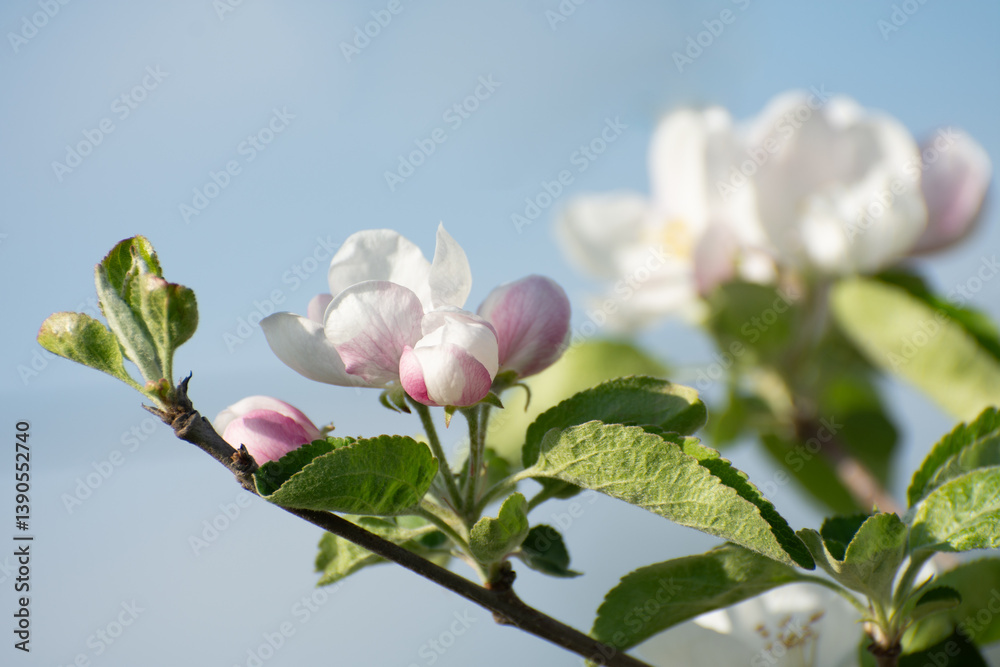 Naklejka premium Pink apple buds and flowers on a tree branch close-up. Vibrant flowers with petals and stamens.