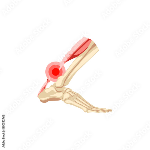 Foot 