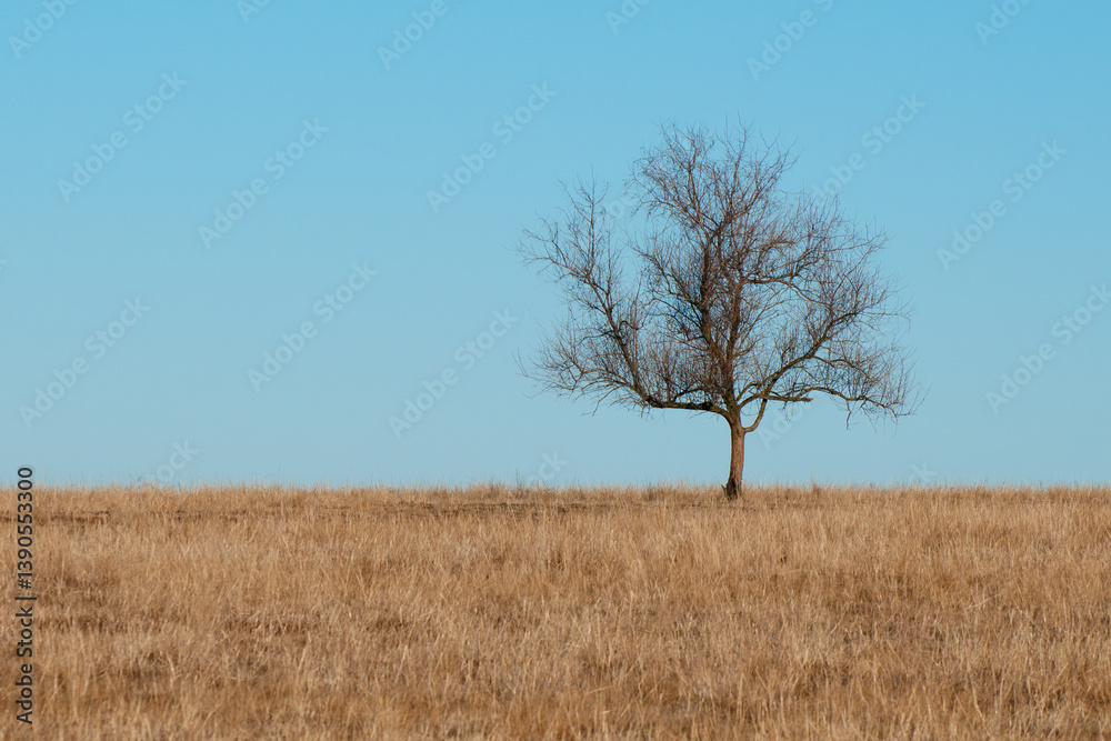 Minimalist landscape, a single tree on the horizon and a calm clear sky. Minimalist landscape, a single tree on the horizon and a calm clear sky.