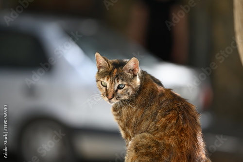 einäugige Straßenkatze 