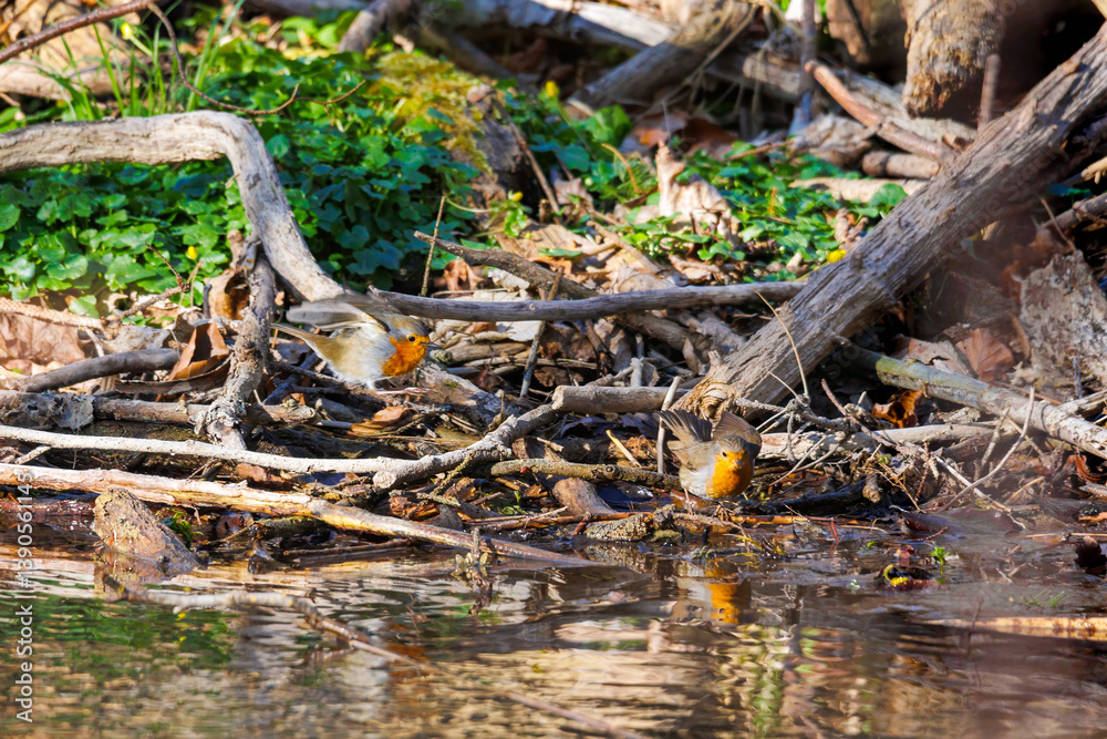 European robin bathing at forest pond..