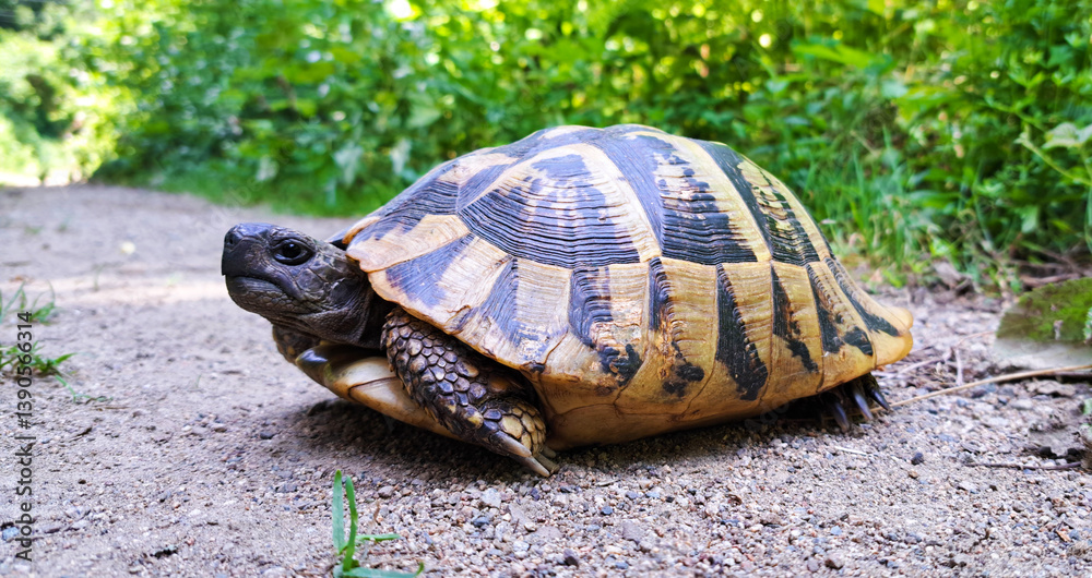 Obraz premium Close-up of a Hermann's tortoise on a dirt path, captured from a low angle with a sharp focus on its patterned shell and textured skin, surrounded by lush green foliage.