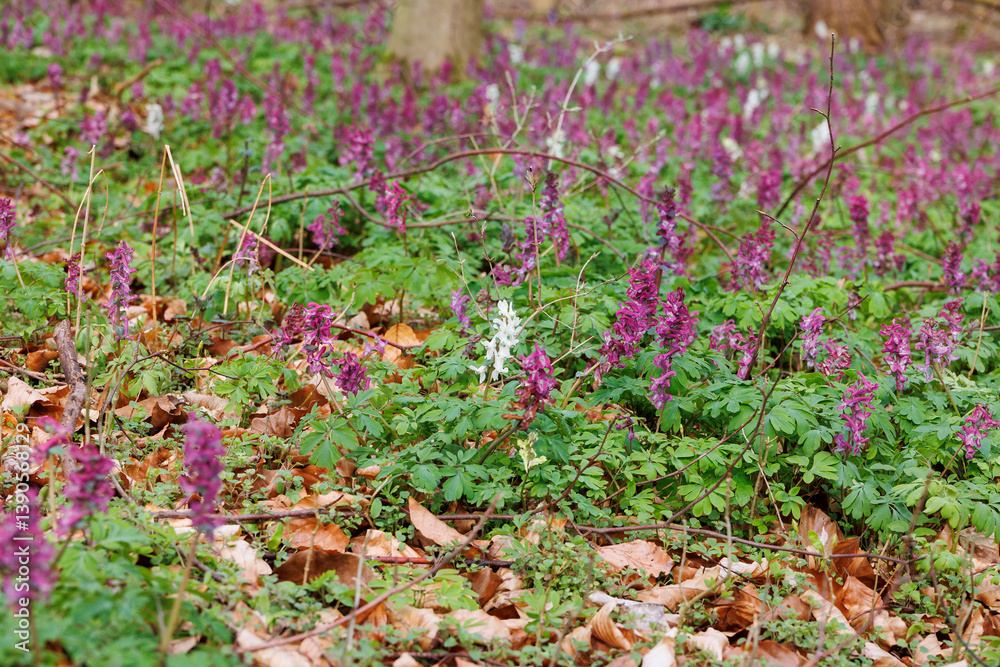 Spring bloom of corydalis flowers in forest undergrowth.. Spring bloom of corydalis flowers in forest undergrowth..