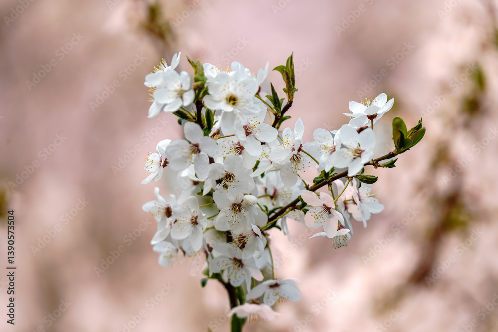 Obraz premium kwitnące drzewa owocowe wiśni wiosną w Polsce