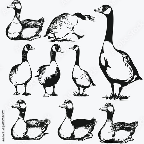 Goose Clipart, Geese Svg, Canada Geese, Grey Goose, Bird, Farm Animal, Duck, Download, Poultry Vector Graphics