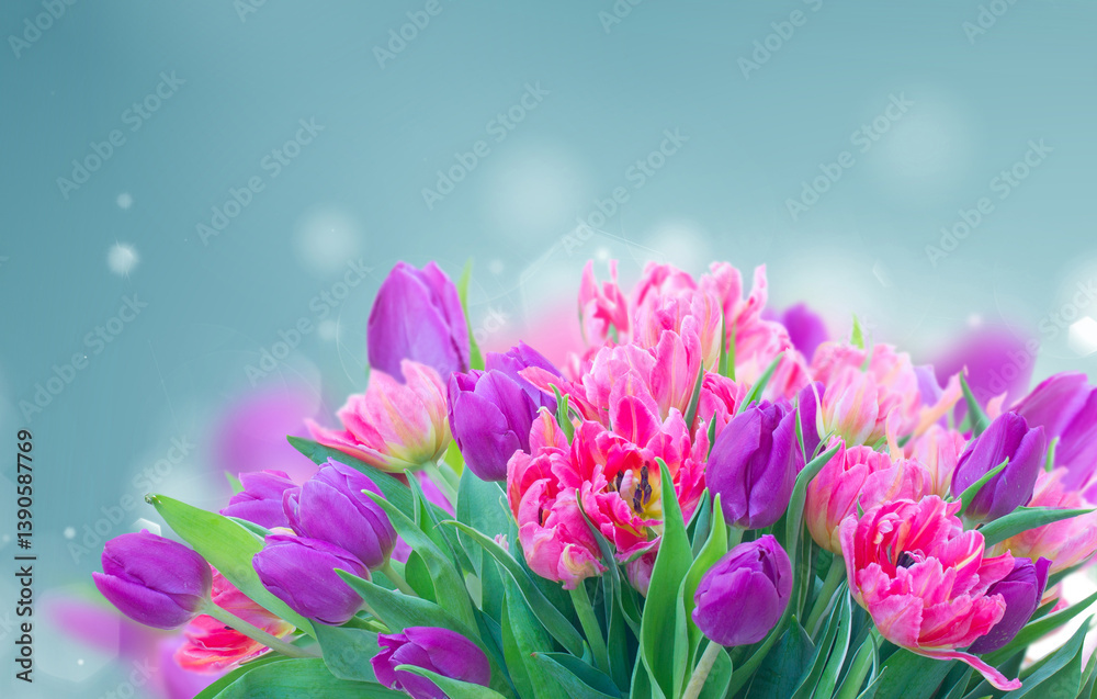 Obraz premium Pink and violet fresh tulip flowers and green leaves on on intense blue background with copy space