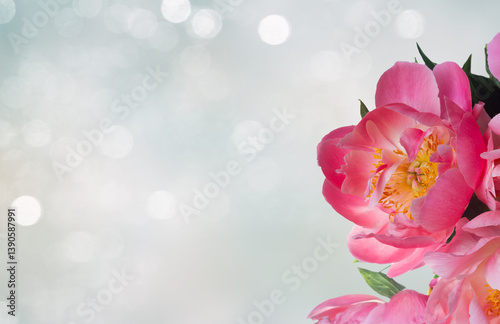 Fresh dark pink peony blooming flower close up banner with copy space