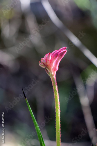 Fragilité de cette petite fleure rose