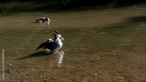 Duck raises up in the water and flap its wings in the local park during bright summer day.