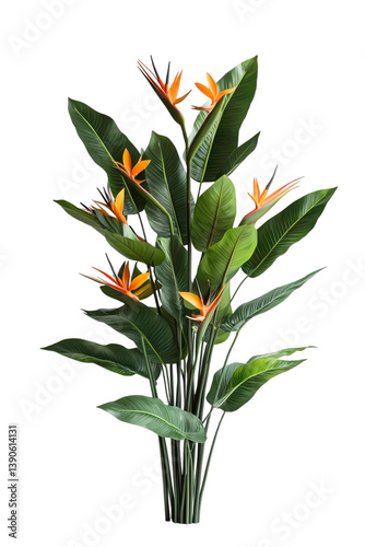 orange Bird of Paradise flowers with large, vibrant green tropical leaves. Exotic and lush.