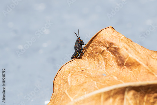 Young juvenile Eastern lubber grasshopper (Romalea microptera) crawling along a large dead leaf fallen to the ground against a natural background blue grey pavement
