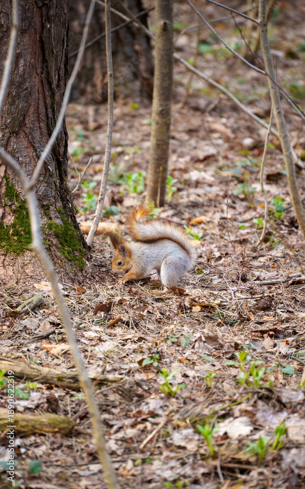 Obraz premium squirrel in the spring forest