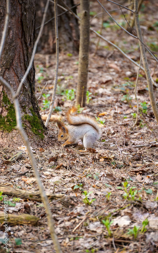 squirrel in the spring forest