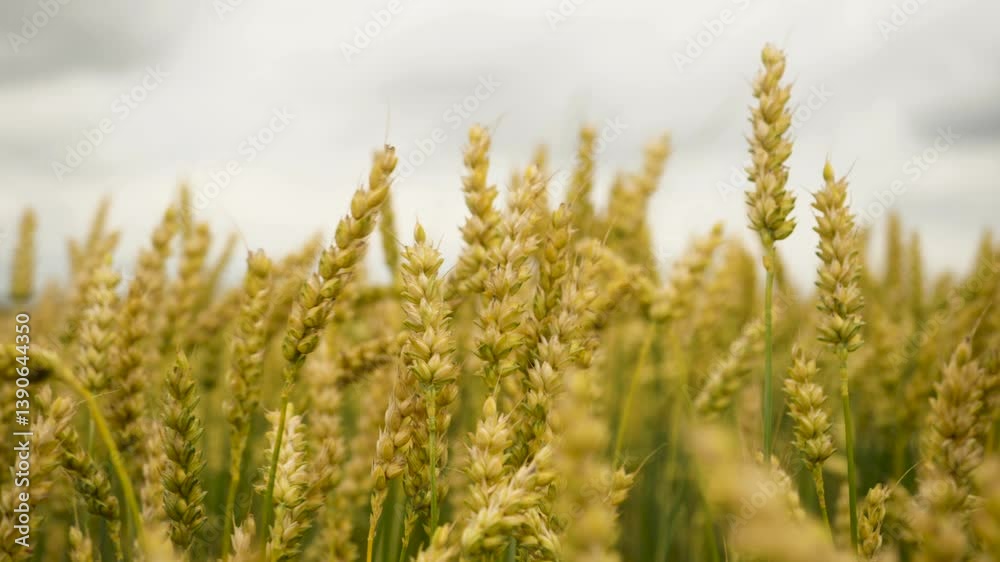 Field of Wheat Against Background of Dark Dramatic Sky. Spikelets of Wheat With Grain Shakes Wind . Grain Harvest Summer. Agricultural Business Environmentally Friendly Wheat. Global Food Crisis. Field of Wheat Against Background of Dark Dramatic Sky. Spikelets of Wheat With Grain Shakes Wind . Grain Harvest Summer. Agricultural Business Environmentally Friendly Wheat. Global Food Crisis.