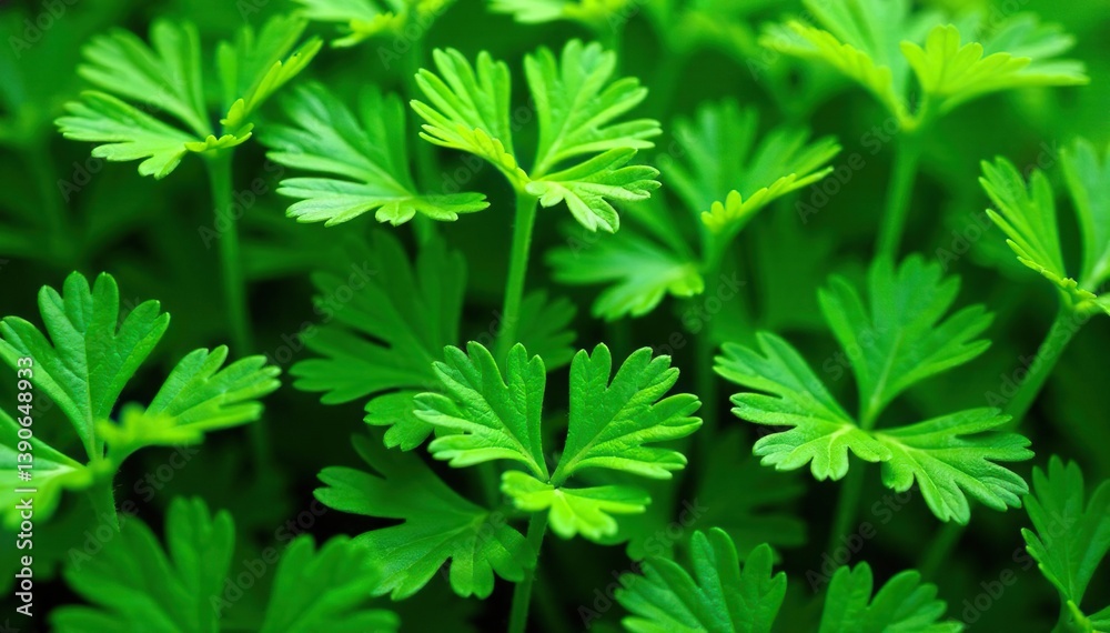 Delicate parsley sprigs forming a natural pattern, rustic, vegetable