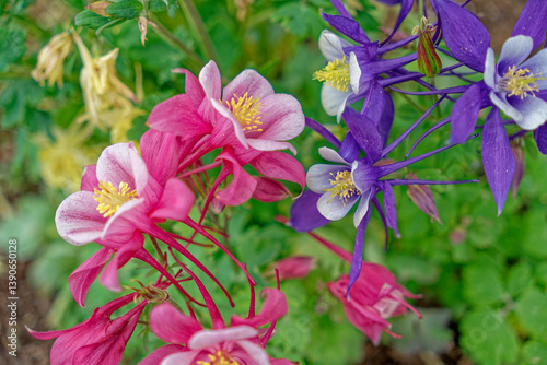 Columbine flowers in bloom