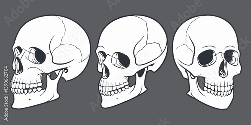 Three White Medical Anatomical Skulls Vector Line Art Side View Skeleton Illustration
