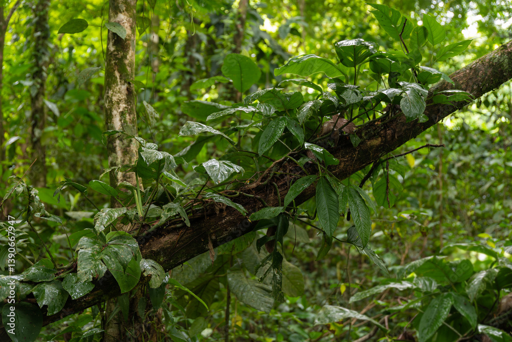 Fototapeta premium Lush green jungle with dense trees and plants in a tropical environment