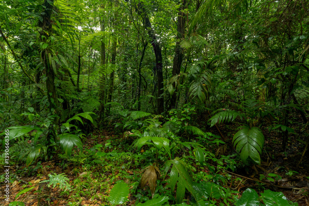 Lush green jungle with dense trees and plants in a tropical environment Lush green jungle with dense trees and plants in a tropical environment