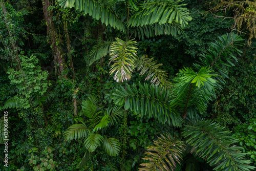 Obraz na płótnie Lush green jungle with dense trees and plants in a tropical environment w salonie