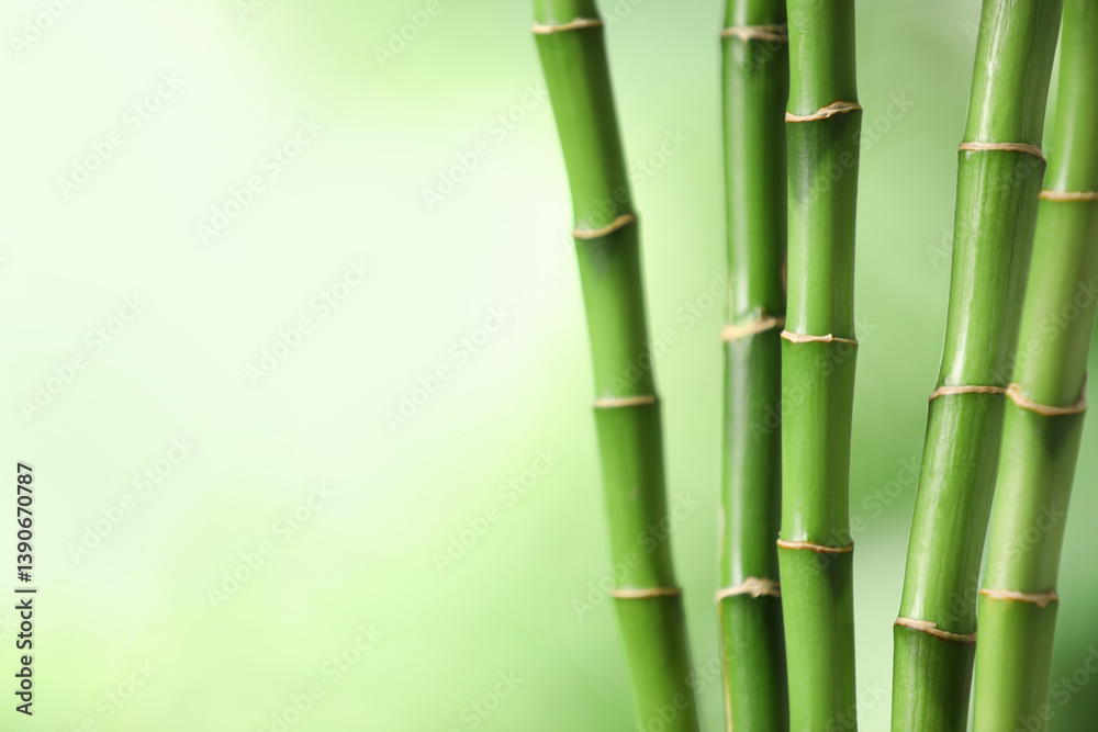 Green bamboo stems on blurred background, closeup. Space for text Green bamboo stems on blurred background, closeup. Space for text