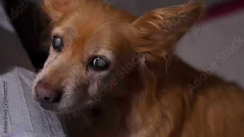 Close up on Sick old dog with blindness and white pupil